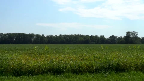 Green Bean Field, Blue Sky, Late Summer 234 Stock Footage 168119552