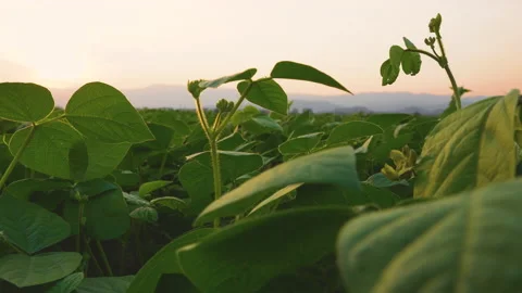 Green bean field in the evening and light shines sunset Stock Footage 167787205