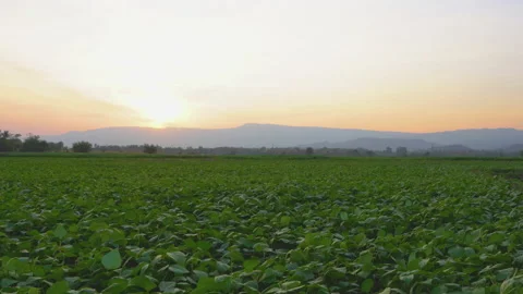 Green bean field in the evening and light shines sunset Stock Footage 221824890