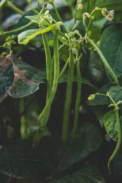 Green bean in the field Stock Photos