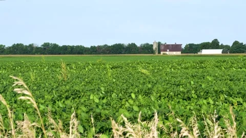 Green Bean Field with tree line and a farm in the background Stock Footage 168117252