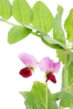 Green bean flower Foto stock