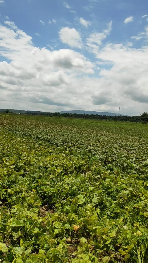 Green bean garden Stock Footage 219028204