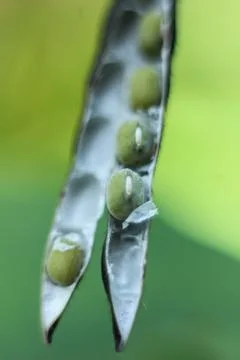 Green bean grains 写真素材