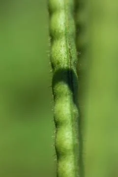 Green bean grains 写真素材