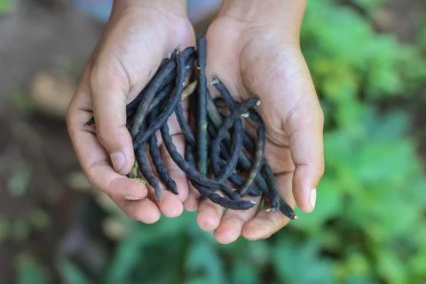Green bean grains 写真素材