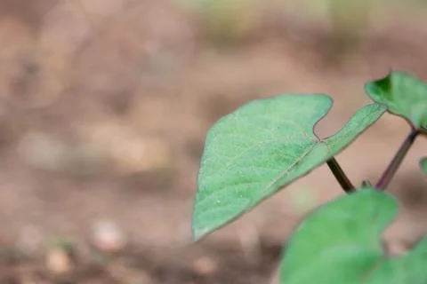 Green Bean Leaf Closeup Stock Photos