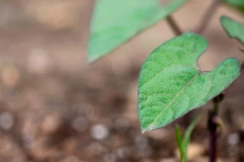 Green Bean Leaf Stock Photos