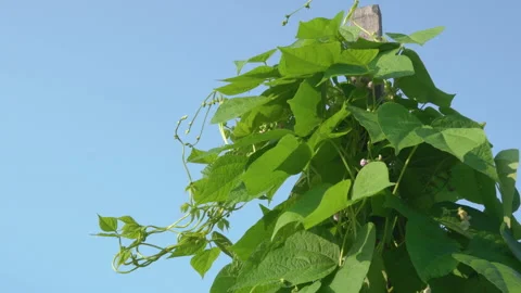 Green bean leaves Video stock 259420099
