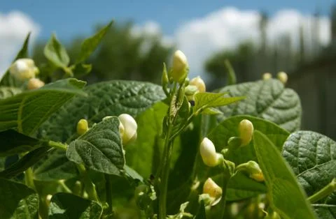 Green bean Stock Photos