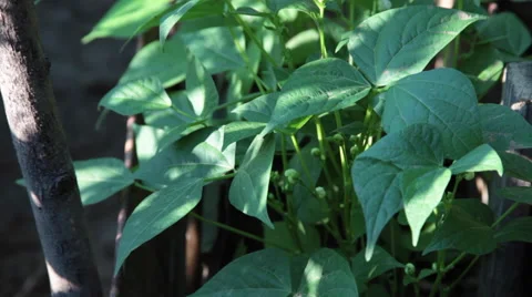 Green bean plant, blossoms, vegetable garden, farm, vine, plantation Stock Footage 53303464