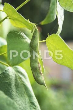 Green bean on the plant (close-up) Stock Photos