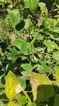 Green bean plant with developing pods and leaves vegetable Stock Photos