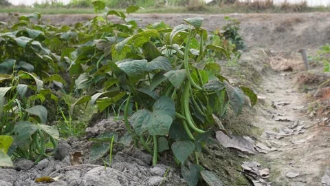 Green Bean Plant Stockbeeldmateriaal 333916789