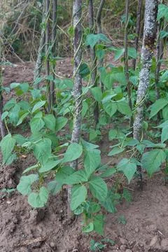 Green bean plants growing vertically on wooden stakes in organic garden cul.. Stock Photos