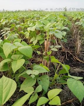 Green bean plants Stock Photos