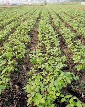 Green bean plants Stock Photos