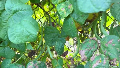 Green bean pods Stock Footage 205329046