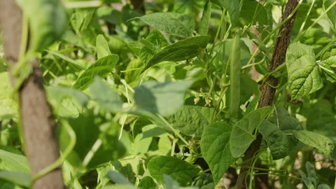 Green Bean Pods Growing on Vines in Organic Garden Agriculture Plant 動画素材 342388149