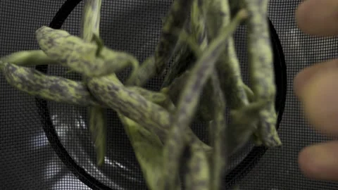 Green bean pods throwing into black mesh sieve top view copy space, 4K Stock Footage 341802902
