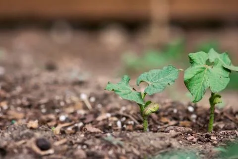 Green Bean Seedlings Foto stock