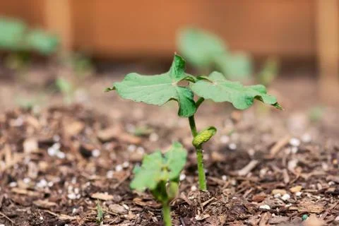 Green Bean Sprout Foto stock