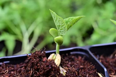 Green bean sprouts as a close up Foto stock