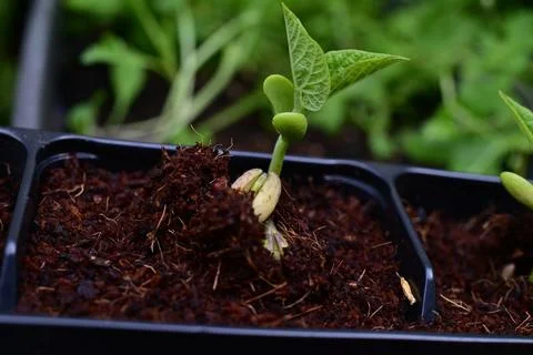 Green bean sprouts as a close up Stock Photos