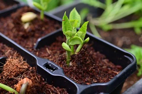 Green bean sprouts as a close up Stock Photos
