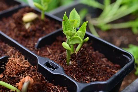 Green bean sprouts as a close up Stock Photos