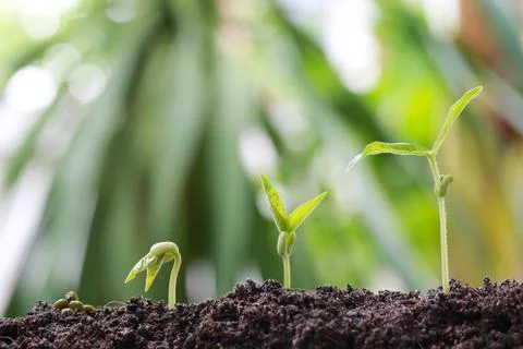 Green bean sprouts on soil in the vegetable garden and have nature bokeh ba.. Stock Photos