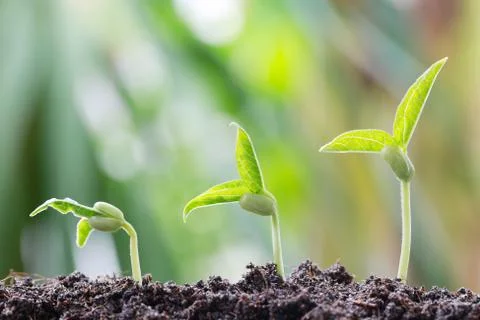 Green bean sprouts on soil in the vegetable garden and have nature bokeh ba.. Stock Photos