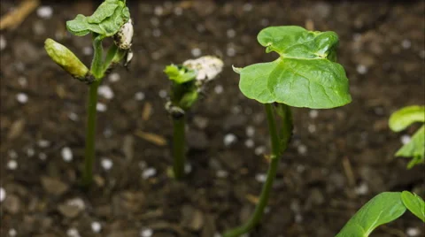 Green Bean Time Lapse Video Stock Footage 69070164