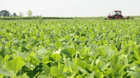 Green Beans and Tractor Stock Footage 10762741