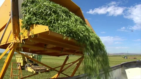 Green beans are loaded into semi truck Stock Footage 74089433