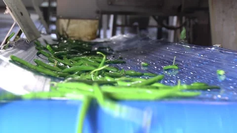 Green beans are processed at the plant. Video stock 100078580