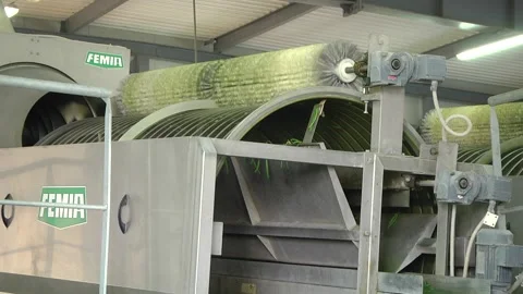 Green beans are processed at the plant. Vídeos de archivo 100078607