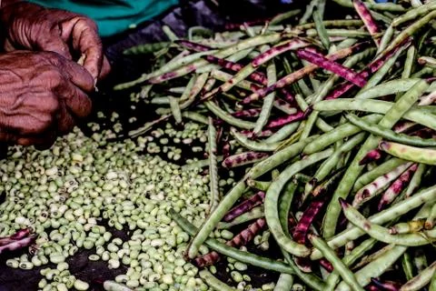 Green beans being Stock Photos