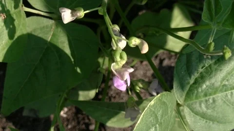 Green beans bloom. Close up. Stock Footage 51989105