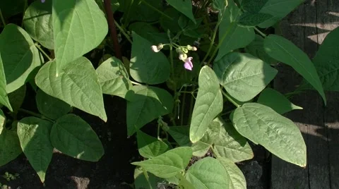 Green beans bloom Stock Footage 51988963