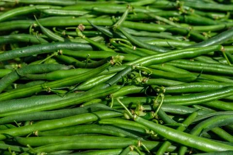 Green beans, close up side view. Stock Photos