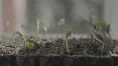 Green beans close up sunlight Stock Footage 305925940