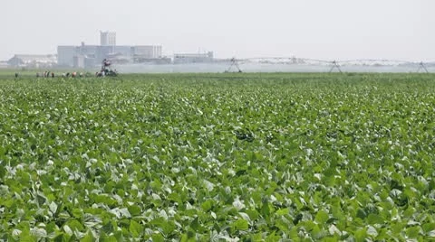 Green Beans Stock Footage 10762727