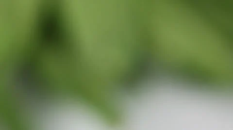 Green Beans Stock Footage 24653544