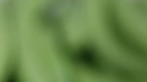 Green Beans Stock Footage 24653565