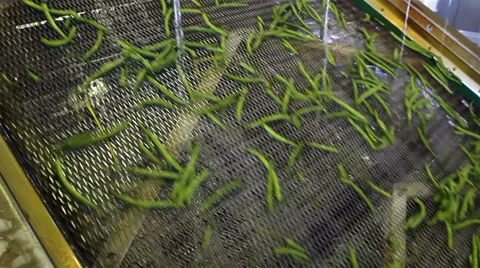 Green beans Vidéo 35012376
