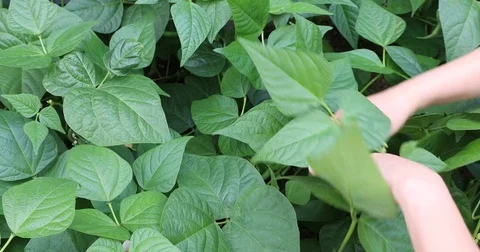 Green Beans Stock Footage 77657229