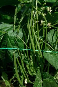 Green beans in the garden. Stock Photos