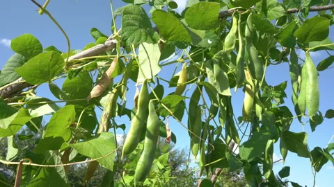 Green beans grow on a stick Stock Footage 253889846