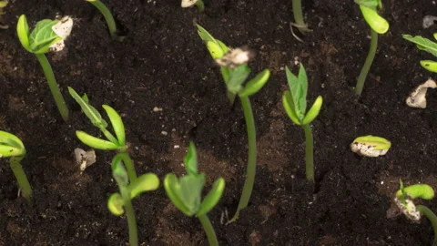 Green Beans Growing on Black Background 스톡 동영상 139484030